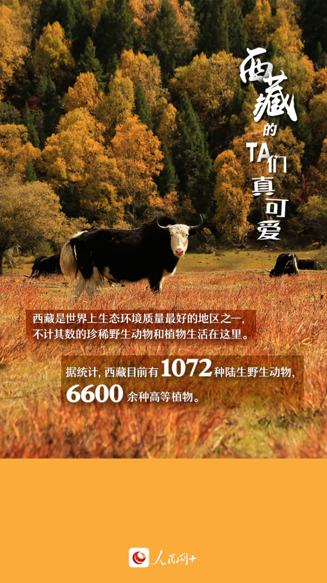 近距離觀察西藏“萌物”，走起！