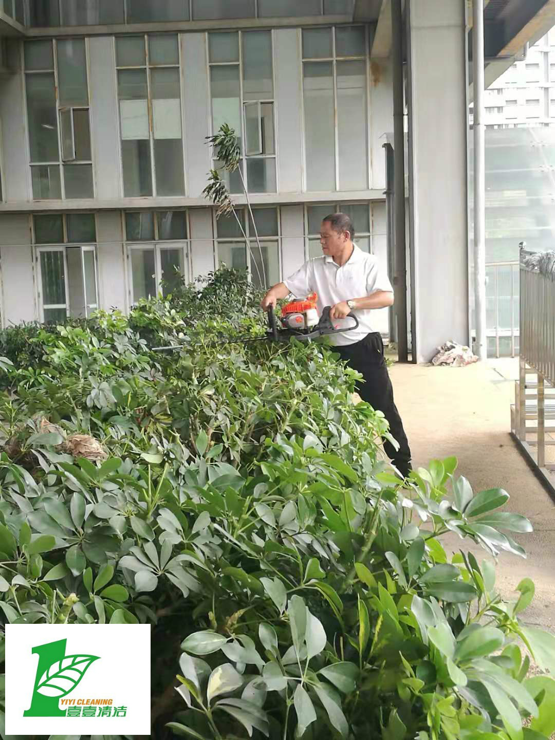 壹壹公司告訴您綠化養(yǎng)護(hù)必備修剪技巧？